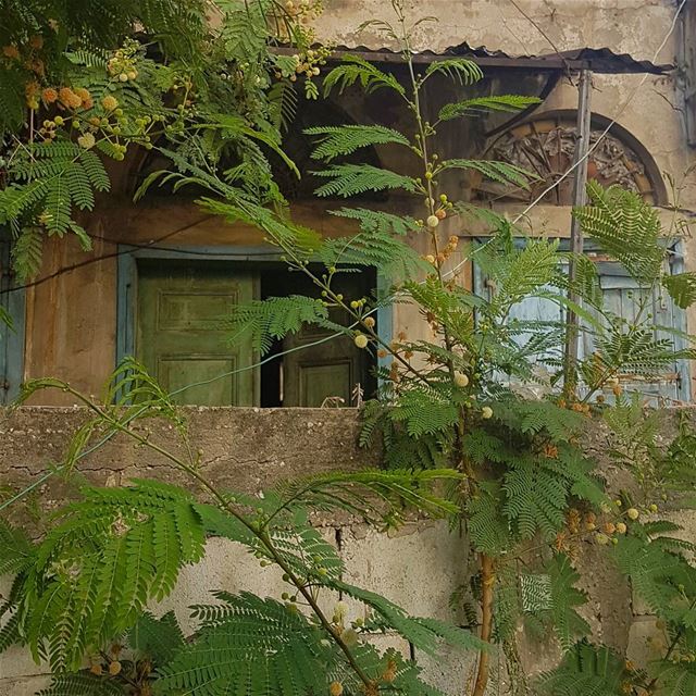أنت السجين ، سجين نفسك والحنين. - محمود درويش ig_lebanon  insta_lebanon ...