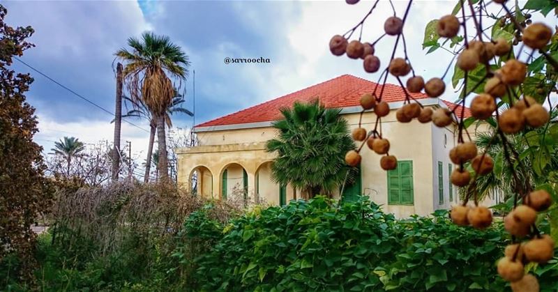 أي ذنب اقترفناه ليكون ربيع عمرنا متزامناً مع خريف الوطن ! takenbyme ... (مدينة صور - Tyre City)