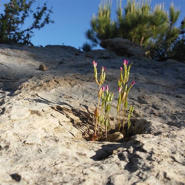 إصرار 🌾  flowers  sky  blue  green  pink  nature  peace  lebanon  beirut... (Botme - Chouf)