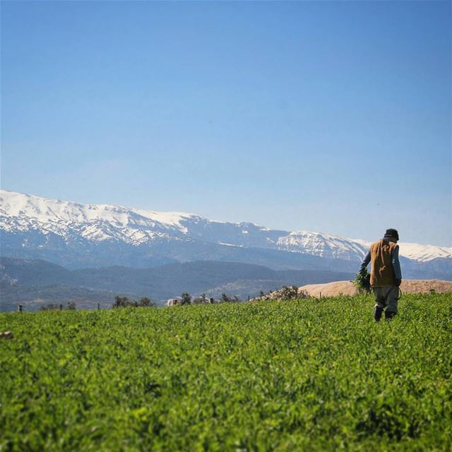 إنا باقون .. ما بقي الزعتر و الزيتون فليرحل العابرون  الأرض_لكم 🌱...... (لبنان عكار)