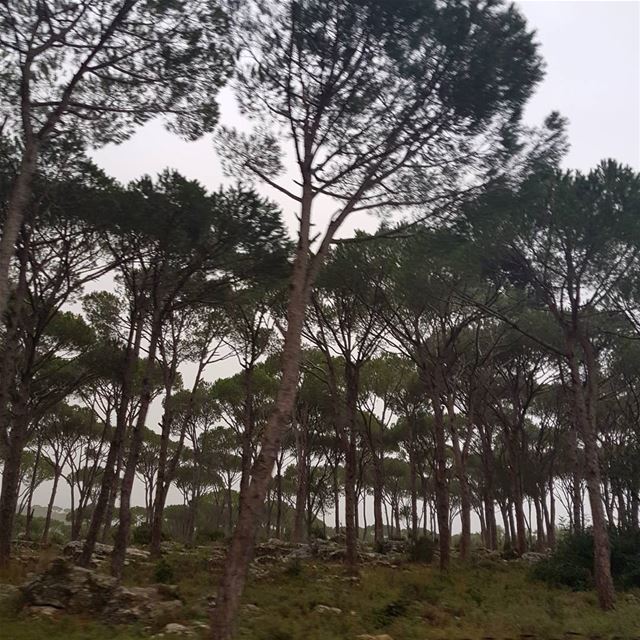 اتذكرين أياما سعيدة عشناها معا...لانو انا نسيت ig_respect  ig_lebanon ...