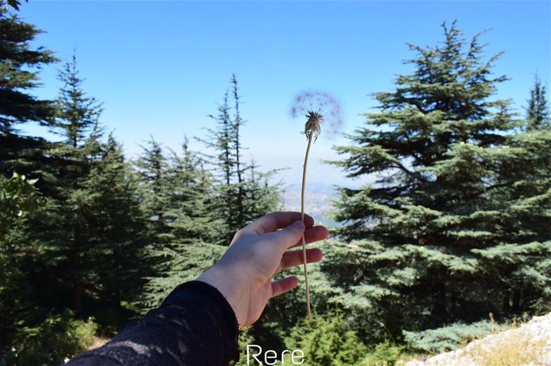 اتعلم ما هي اقسى الميتات؟ whatsupplebanon  liveloveserjbel  ... (Arz el Maasser)
