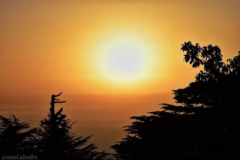 اذا لم يجد الإنسان شيئا يموت من اجله،، فإنه لن يجد شيئا يعيش من أجله 👌... (Maaser El Shouf Cedar Reserve محمية ارز معاصر الشوف)