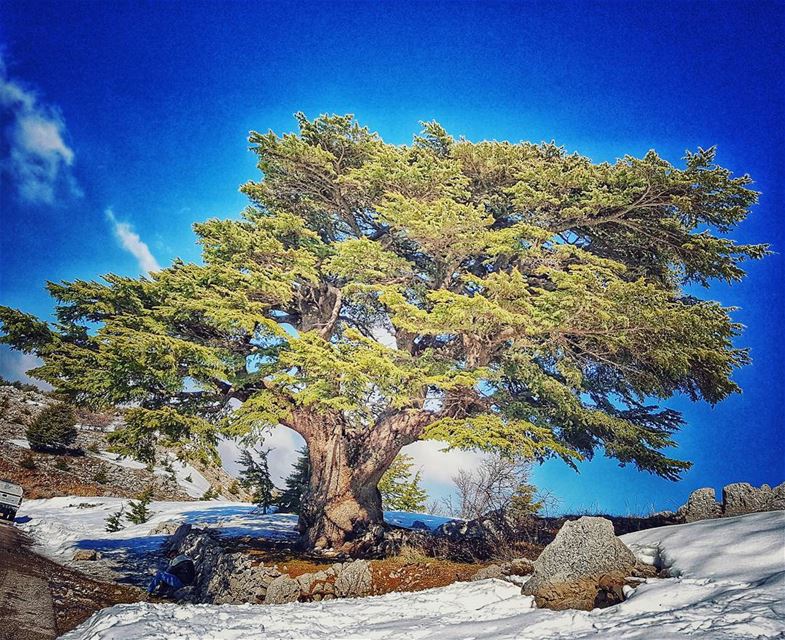  ارزة_لبنان...🇱🇧  cedars  natureloversgallery  naturephotography ... (Barouk Cedar Forest)