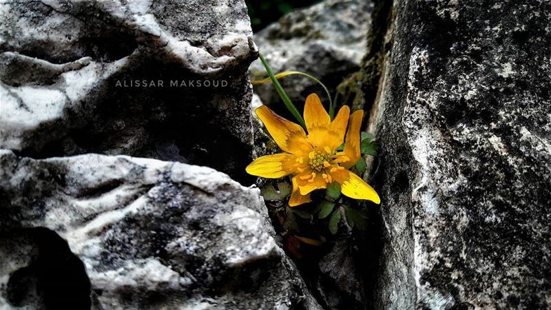 " ازرع جميلا ولو غير موضعهفلن يضيع جميل اينما زرع. "💫💫💫💫💫💫💫💫💫💫� (Bakhoun, Liban-Nord, Lebanon)