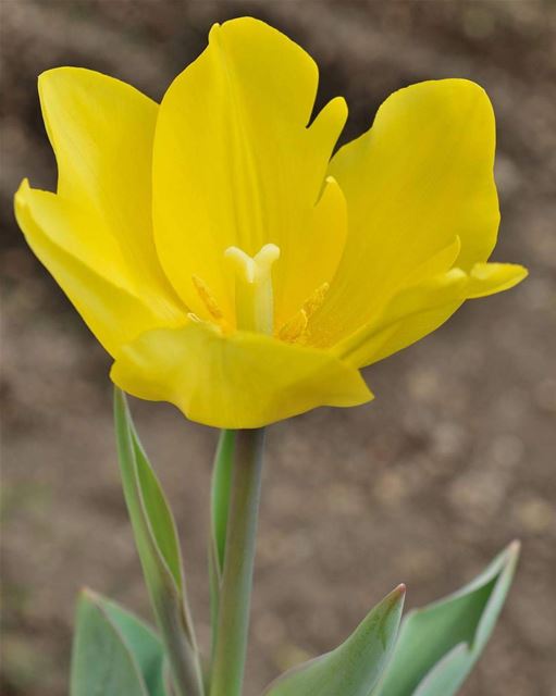 اسعدتم مساء  tulip  tulipflower  yellowtulip  nature  lebanonature ...