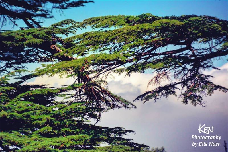 ...اعتزّ الأرز بملقاكنوسيف البطل حيّاكنما ينردّ تراب القبرعلينا ان كان... (The Cedars of Lebanon)