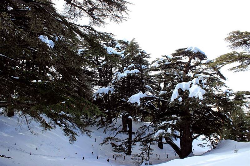  الأرز Lebanon   winter   arz  instaleb   noeffect  awesome  snow ...