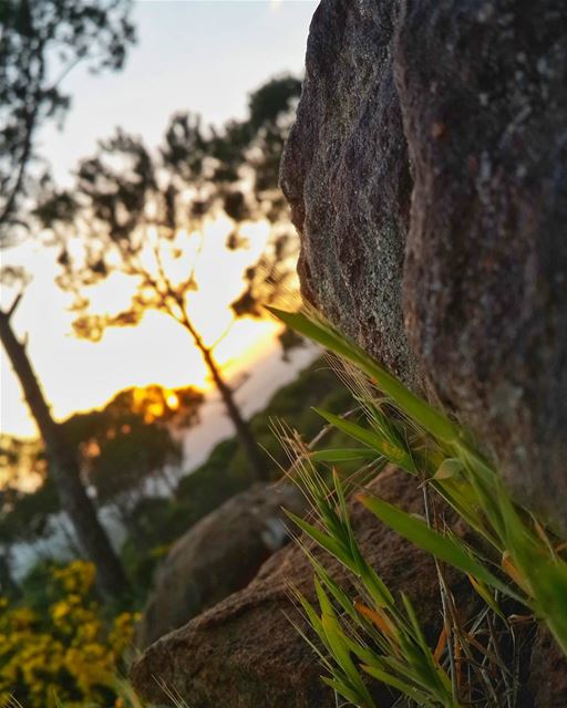 الإنسان الذي لا يطلب شيئا،، هو الذي يستحق كل شيء 👌 📷 🍃 🌳 🌸  hasbaya ...