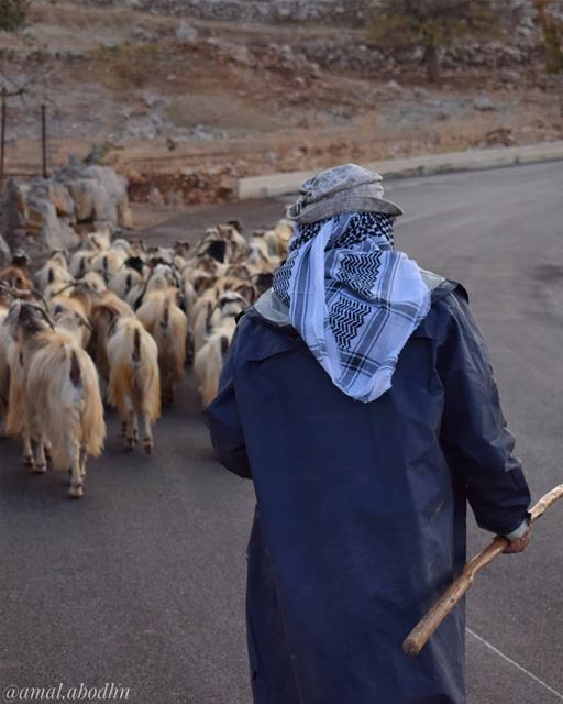 الإنسان اما ان يتألم كثيرا او يموت شابا 👌  حاصبيا  وادي_التيم  حرمون ...