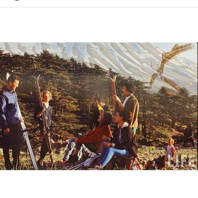 الارز عام ١٩٦٦ ،#Cedars in 1966