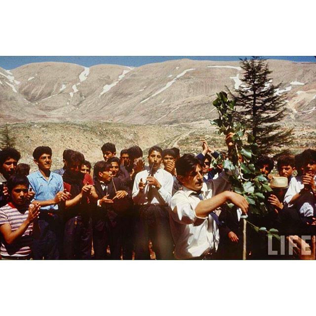 الارز عام ١٩٦٦،