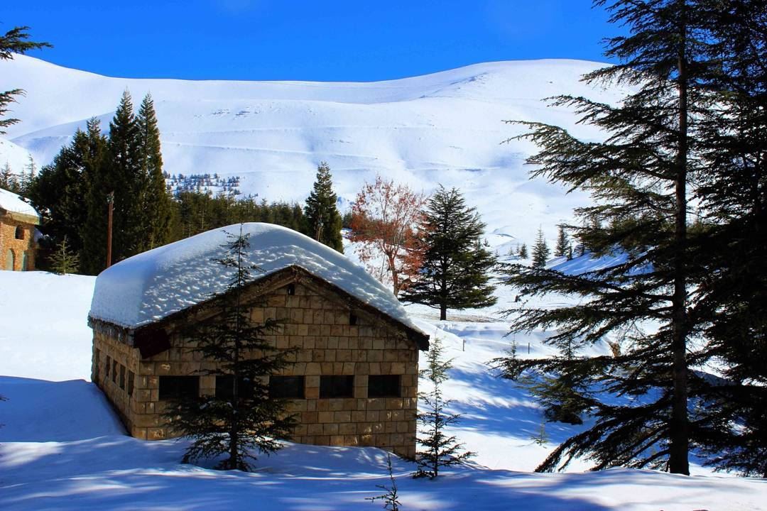 الارز - لبنان Lebanon   instaleb  livelovelebanon  winter  snow ...