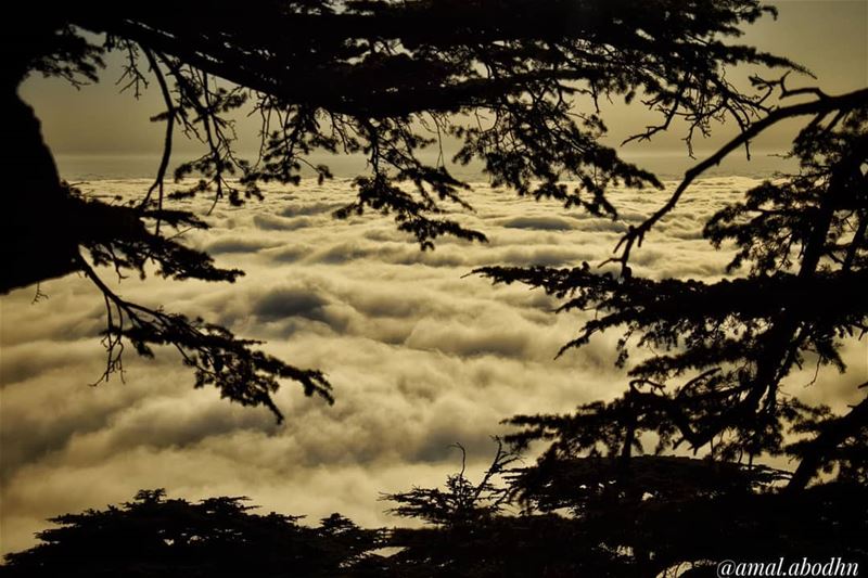 الباروك... جمالٌ بلا تجميل 🌍.... lebanon  photography ... (محمية أرزة الباروك)