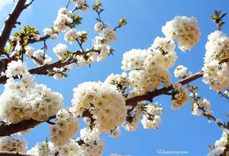الحب الذي لا يزهر دائماً يحتضر٠......صباحكم حب مزهر ..... لبنان  ورد صباح