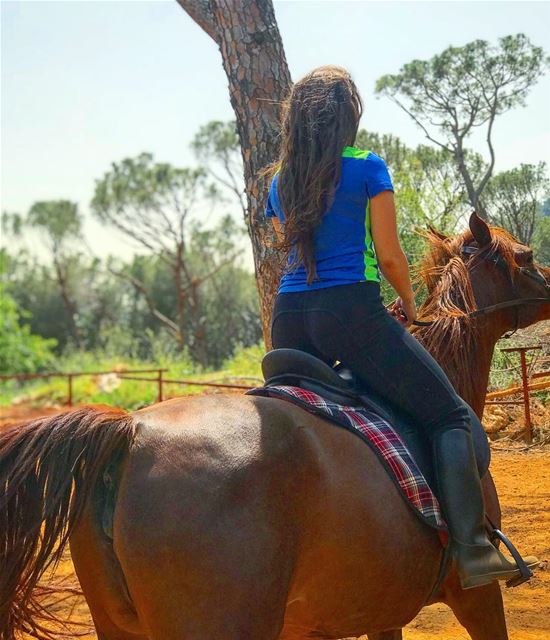 الحصان العربي 🏇🏼 One of the oldest breeds  ArabianHorse ••••• WAHO ... (Beit Meri, Mont-Liban, Lebanon)