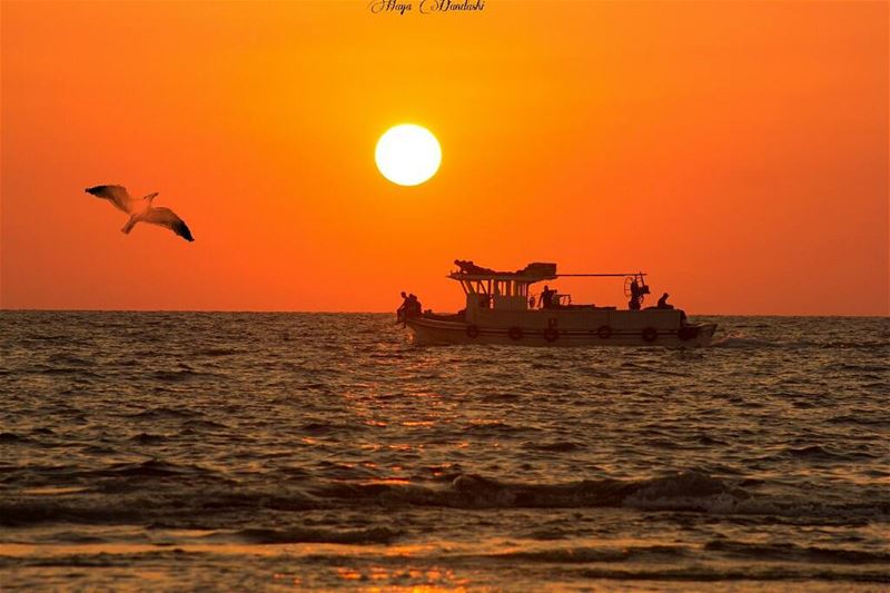 الحياة واسعة جداً لكن يضيقها الانسان على نفسه عندما يظن ان سعادته مربوطة با (Al Mina', Liban-Nord, Lebanon)