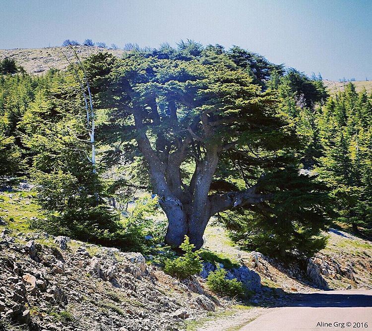 🌲💚"الختيارة" shoufbiospherereserve  barouk  baroukmountain  cedar  tree... (Barouk Cedar Forest)