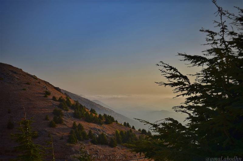 الدنيا اخذ وعطاء، اللذين يأخذون يعيشون أكثر واللذين يعطون ينامون اعمق ... (Al Shouf Cedar Nature Reserve)