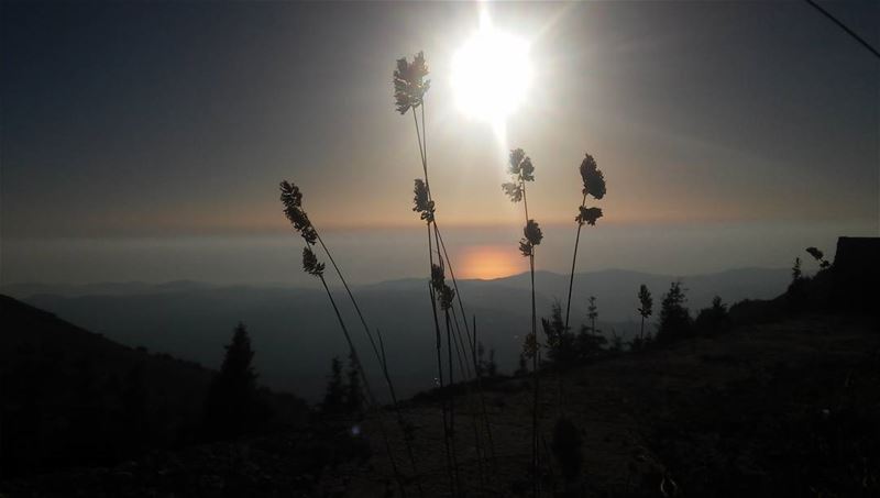 الصمت أبلغ...🌼 nature  environment  bio_reserve  shouf  mountains  of ... (Al Shouf Cedar Nature Reserve)