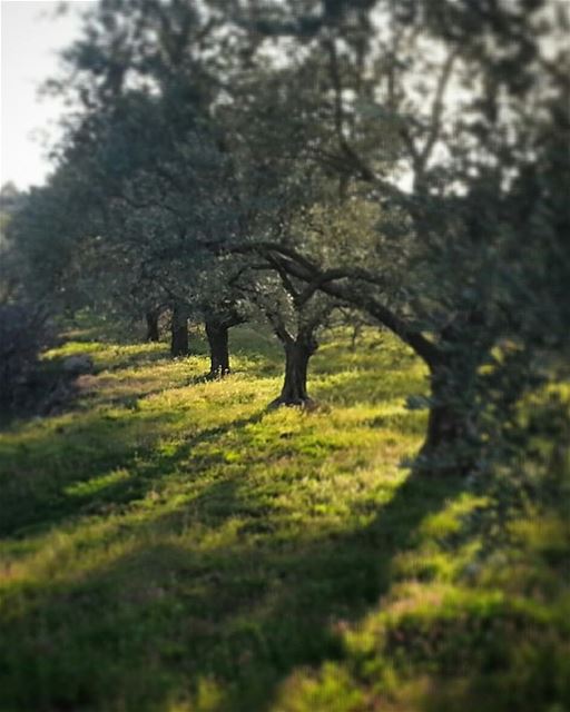 الضوء يأتي دائما من الداخل،، الضوء الخارجي مجرد حلية 👌📷 🍃 🌳  حاصبيا ... (Hasbaya District)