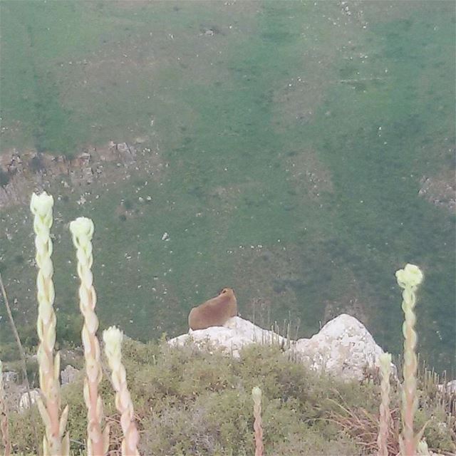 الطبسون الصخري Rock Hyrax  wildlife  wildlifelebanon  wild_life  lebanon... (Beaufort Castle, Lebanon)