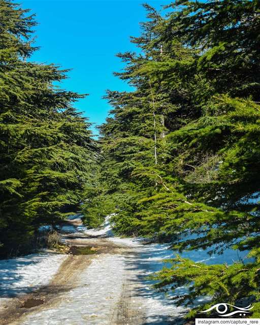 الطريق الذي تختاره يمثل حياتك،لذا إختره بأناة... ريم مرعي ❤️ ... ... (Aïn Zhalta, Mont-Liban, Lebanon)