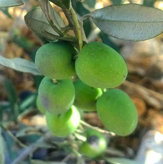 الطيبة مواسم زيتون (الطيبة - Al-Taybeh)