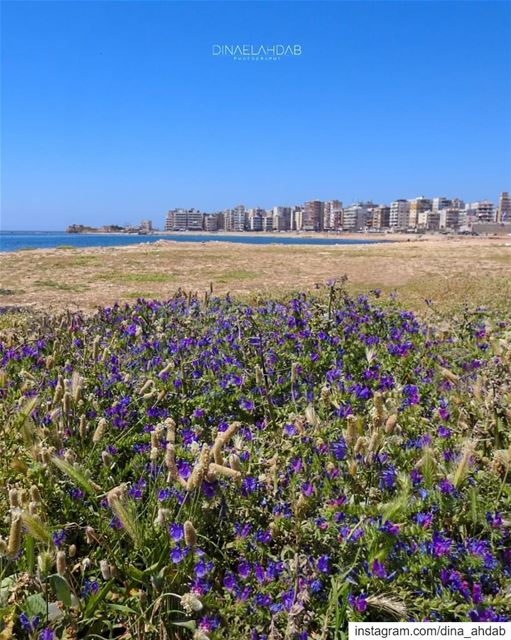 العودة إلى أرض المشرق_______________________________ lebanon ... (Tripoli, Lebanon)