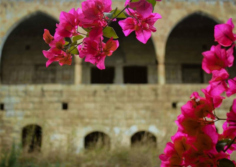 الفوشياك يليق بك 🍃🌺🍃... lebanon  beino  akkar  liveloveakkar ... (Beïno, Liban-Nord, Lebanon)