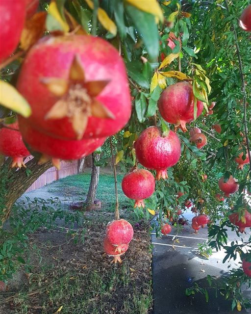 القصة مش قصة رمانةالقصة قلوب مليانة ig_lebanon  insta_lebanon ...