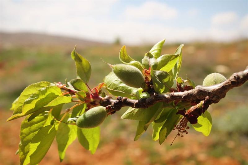 الله وحده يحي ما تميته الحياة فينا.....🌼 صباحكم_ورد  تصوير  عدستي  لبنان...