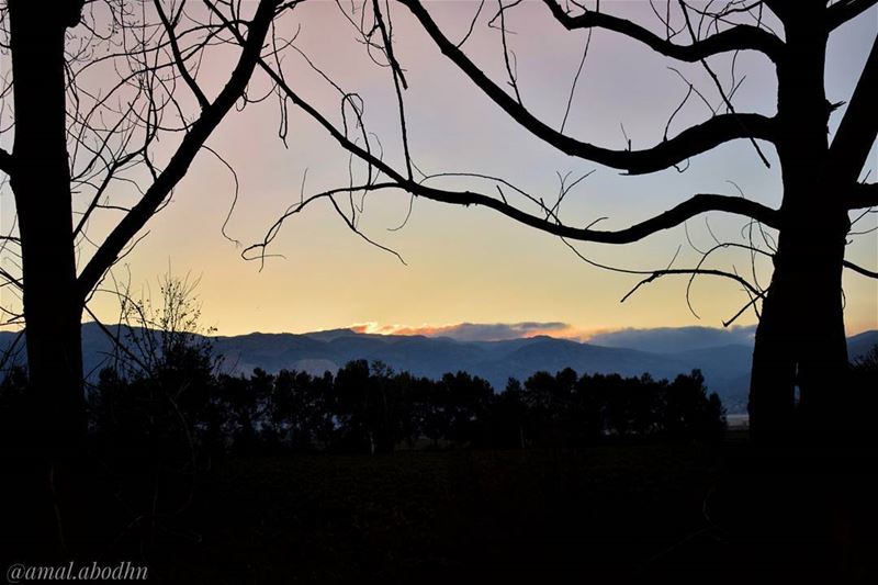 المحنة تصنع الرجال،،، ورغد العيش يصنع الوحوش 👌 🌳 lebanon  photography ... (Deïr Taanâyel, Béqaa, Lebanon)