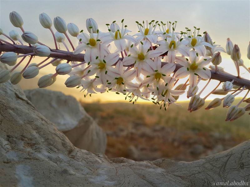 النزاهة الحقيقية ان تفعل الصواب،، مع العلم انه ما من احد سيعرف ان كنت قمت ب (Mount Hermon)