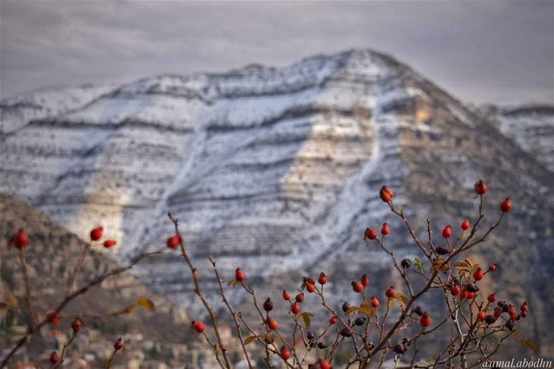 ‏"الهزيمة للشجعان فقط، الجبناء لا يخوضون المعارك"  lebanon  photography ... (Akoura, Mont-Liban, Lebanon)
