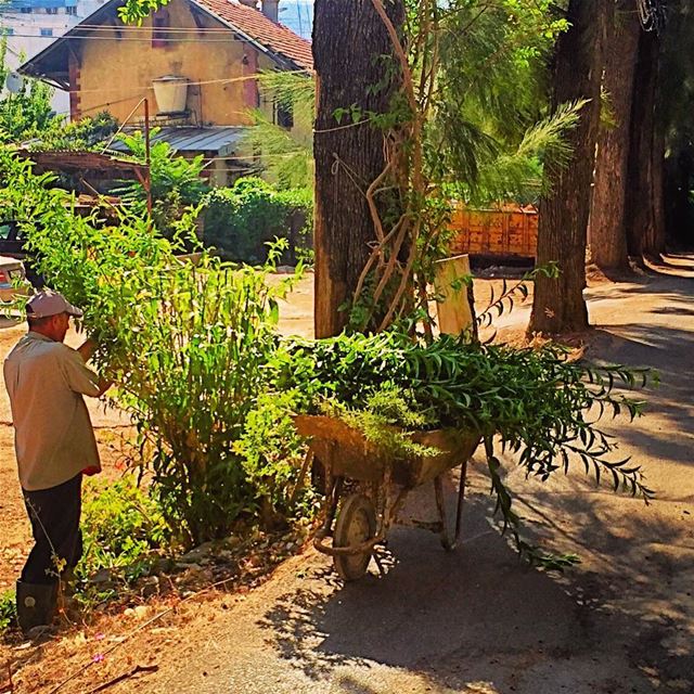 اليوم الجمعة و جمعة واعي عالتشحيل!  gardening  plants  pruning  trees ... (Jamhoûr, Mont-Liban, Lebanon)