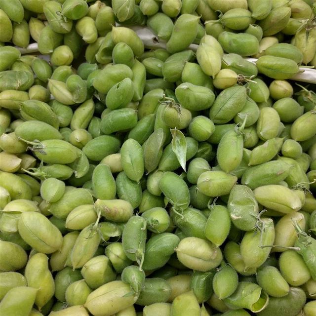  ام قليبانة خضرة ومليانة chickpeas   fresh  green  deleciouschoice  ...