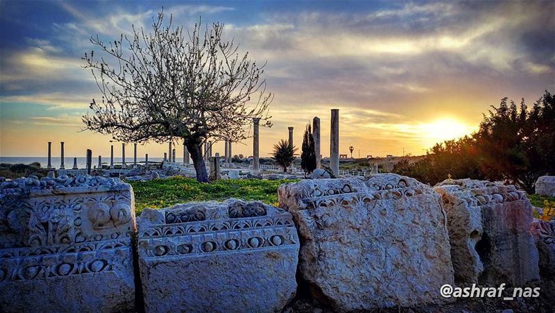 امبارح تلاقينا قعدنا ع حجربرد وحوالينا عريان الشجر livelovetyre ... (Roman ruins in Tyre)