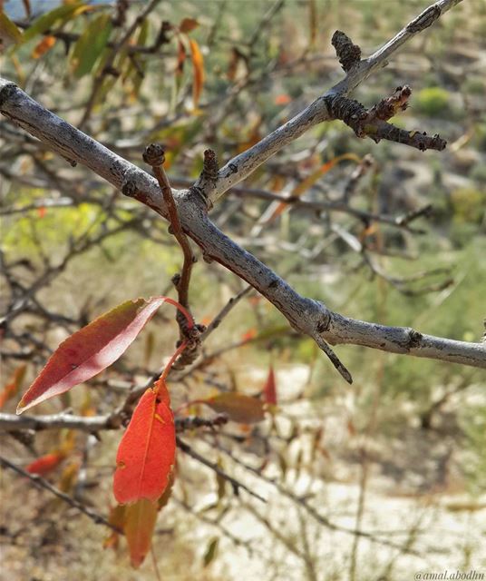 ان تحيا في هذا العالم شيئ نادر،، الاغلبية هم فقط متواجدون.. 👌  خريف 📷🍃🌳 (Hasbaya District)