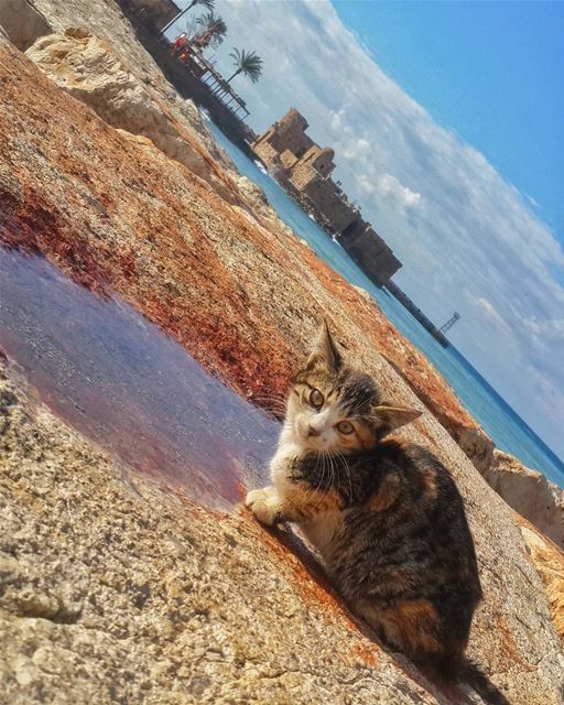 ان كنت ستحاول فاذهب الى النهاية،، وإلا فلا تبدأ 👌📷 saida  seacastle ... (Sidon Sea Castle)