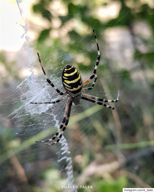 انثى عنكبوت الدبور (wasp spider) او عنكبوت الحدائق ذو الشباك الكبير الاسم