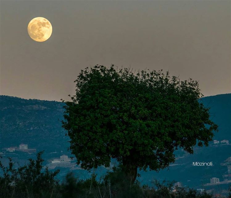 بآخر طريق المسافي شجرة ليلكيةياعمر ما بينتسىضلك فايق عليييبقى لنا و (Nabatîyé)