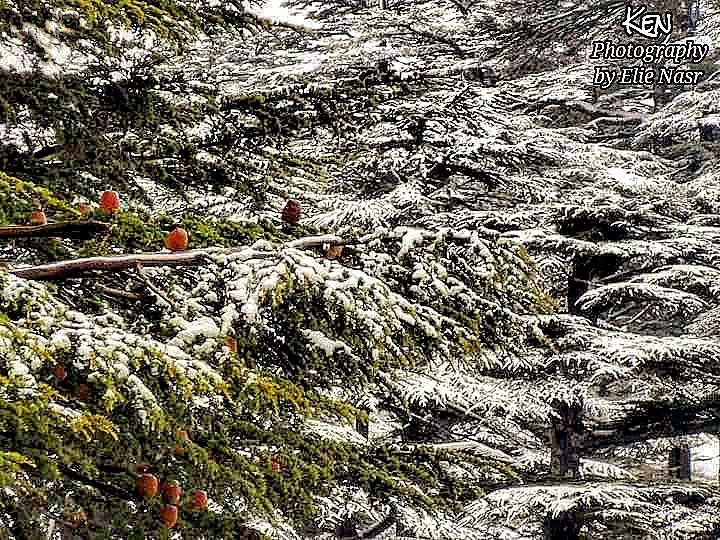 ...بتتلج الدني وبتشمّس الدنيويا لبنان بحبك تتخلص الدنيبخبّيك بعينيّي وبق (The Cedars of Lebanon)