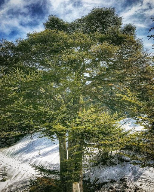 بتضلك سيفي مهما صاروبحبك بحبك مهما صارمن تلجك انا، من بحرك اناانا جايي م (Cedars of God)