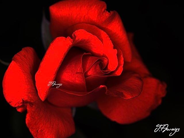 بحبَّك؟ ما بعرف...هن قالولي فيروز rose red redrose love romance passion... (Chemlane, Mont-Liban, Lebanon)