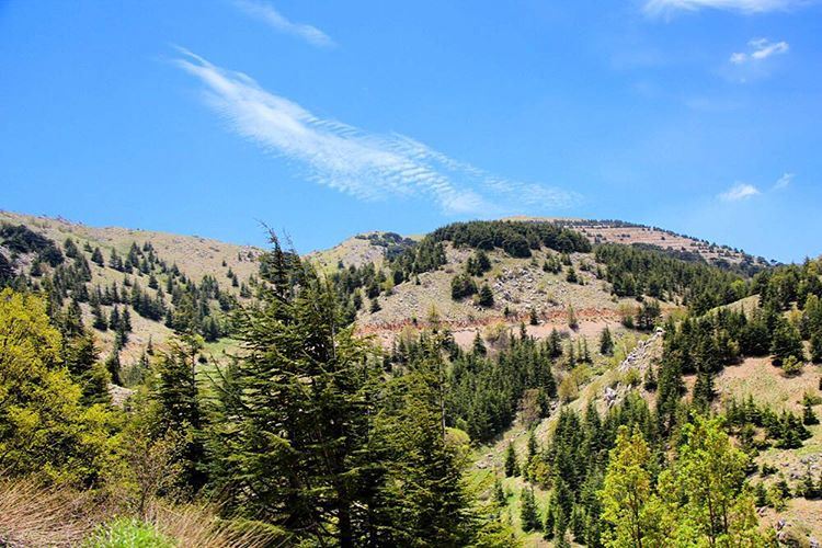بدا كزدورة !🇱🇧 lebanon  lebanon_hdr  ig_lebanon  insta_lebanon ... (Barouk Cedar Forest)