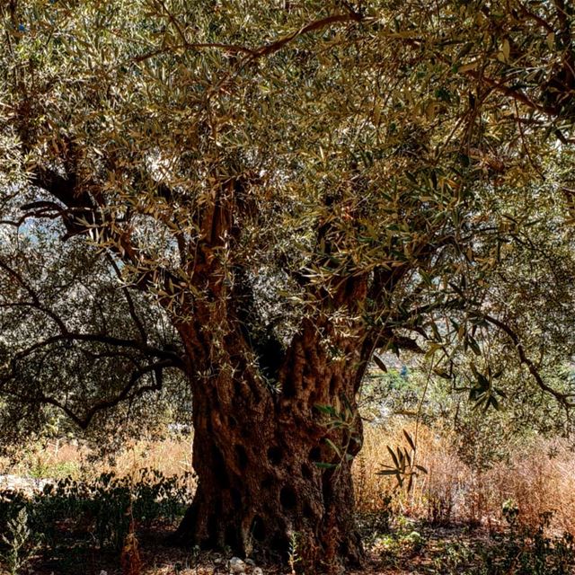 بستان الزيتون المعمر في كوكبا منذ اكثر من ٤٠٠٠ سنة وقد تبارك بمرور المسيح... (Kawkaba)