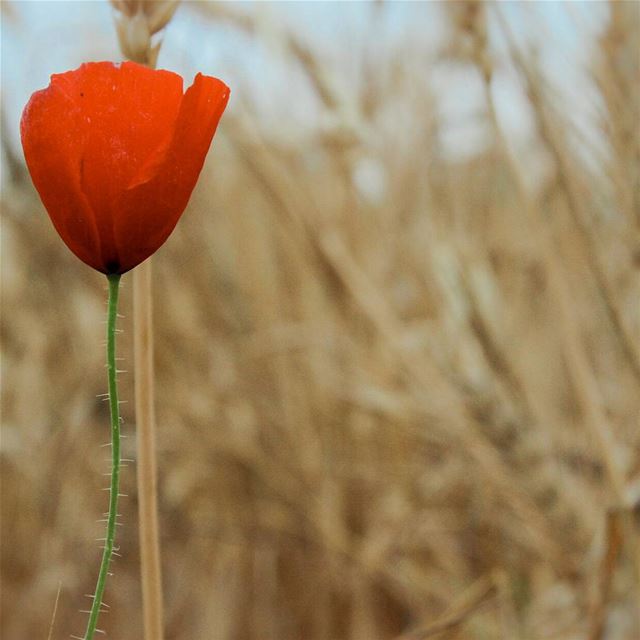 🌷🌾🎵بعدنا .. من يقصد الكروم ..🌾🌷أرضنا هنا وربعنا..وحيث همنا وانتشينا... (Beïno, Liban-Nord, Lebanon)