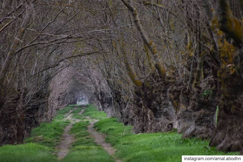 بكرة بيخلص المشوار... .... lebanon  photography  photographylovers ... (Bekaa Valley)