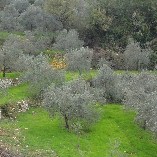 بلادي الرب باركها وغناها (Hardine, Lebanon)